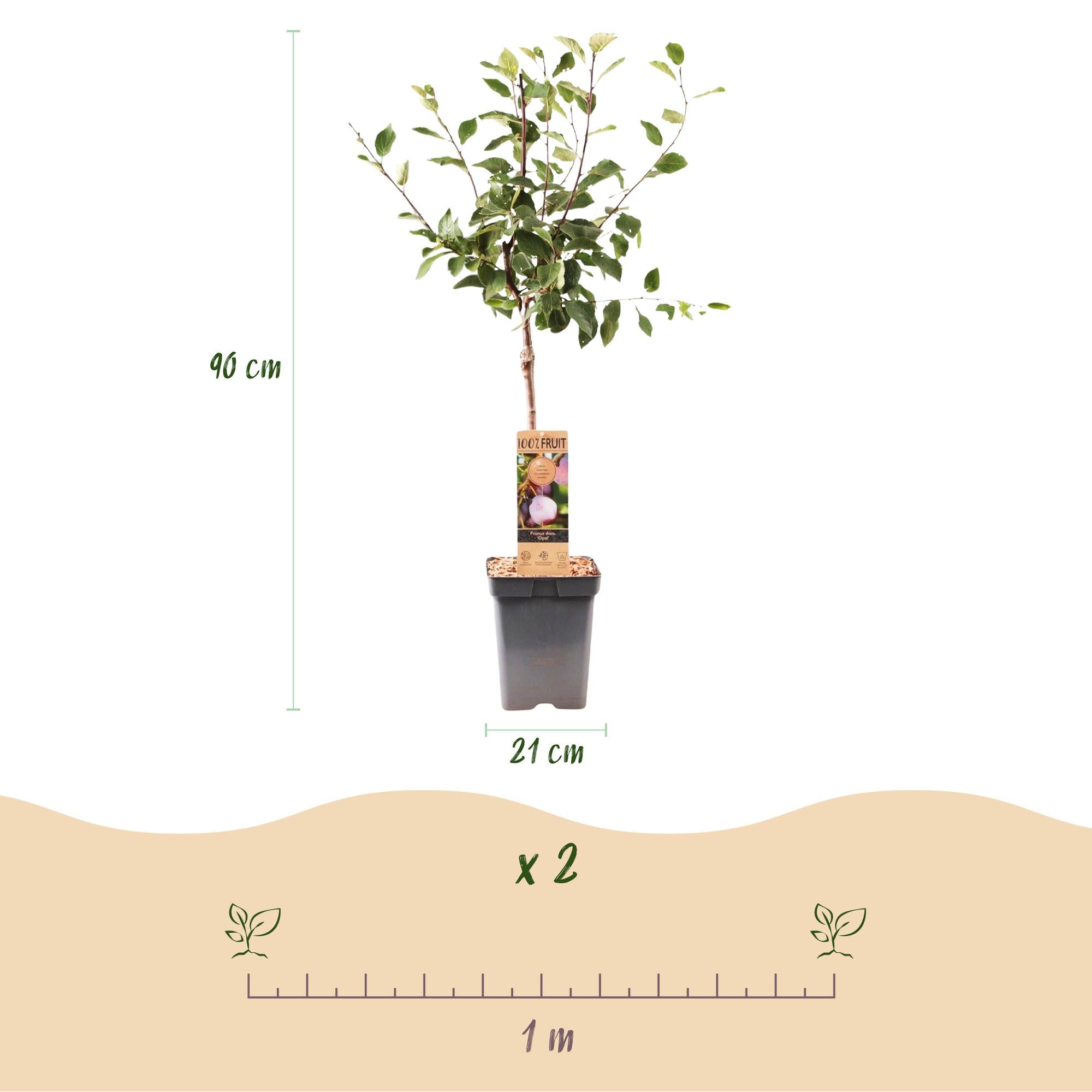 Fruitboom - Prunus domestica Opal - Pruimenboom - Winterhard - Paars-Rode Pruim - 1 Plant - Pot 21cm - Hoogte 90cm