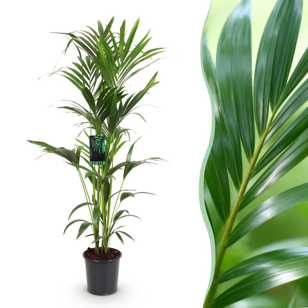 Kamerplant - Howea Forsteriana - Kentia Palm - Weinig Onderhoud - Groen - 1 plant - Pot 24cm - Hoogte 140-150cm