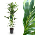 Kamerplant - Howea Forsteriana - Kentia Palm - Weinig Onderhoud - Groen - 1 plant - Pot 24cm - Hoogte 140-150cm
