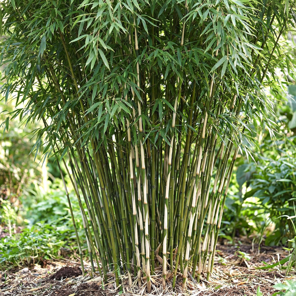 Grassen - Fargesia robusta Pingwu - Niet Woekerende Bamboe - Bladhoudend - Groen - 2 Planten - Pot 23 cm - Hoogte 80 cm