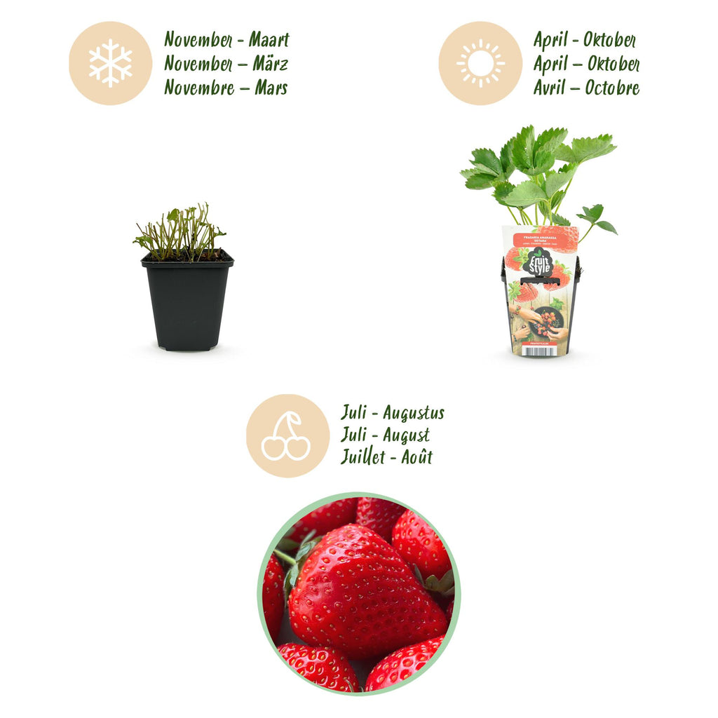 Fruitplanten - Aardbei - Fragaria Elsanta - Winterhard - 6 Planten - Pot 9 cm - Rode Aardbei