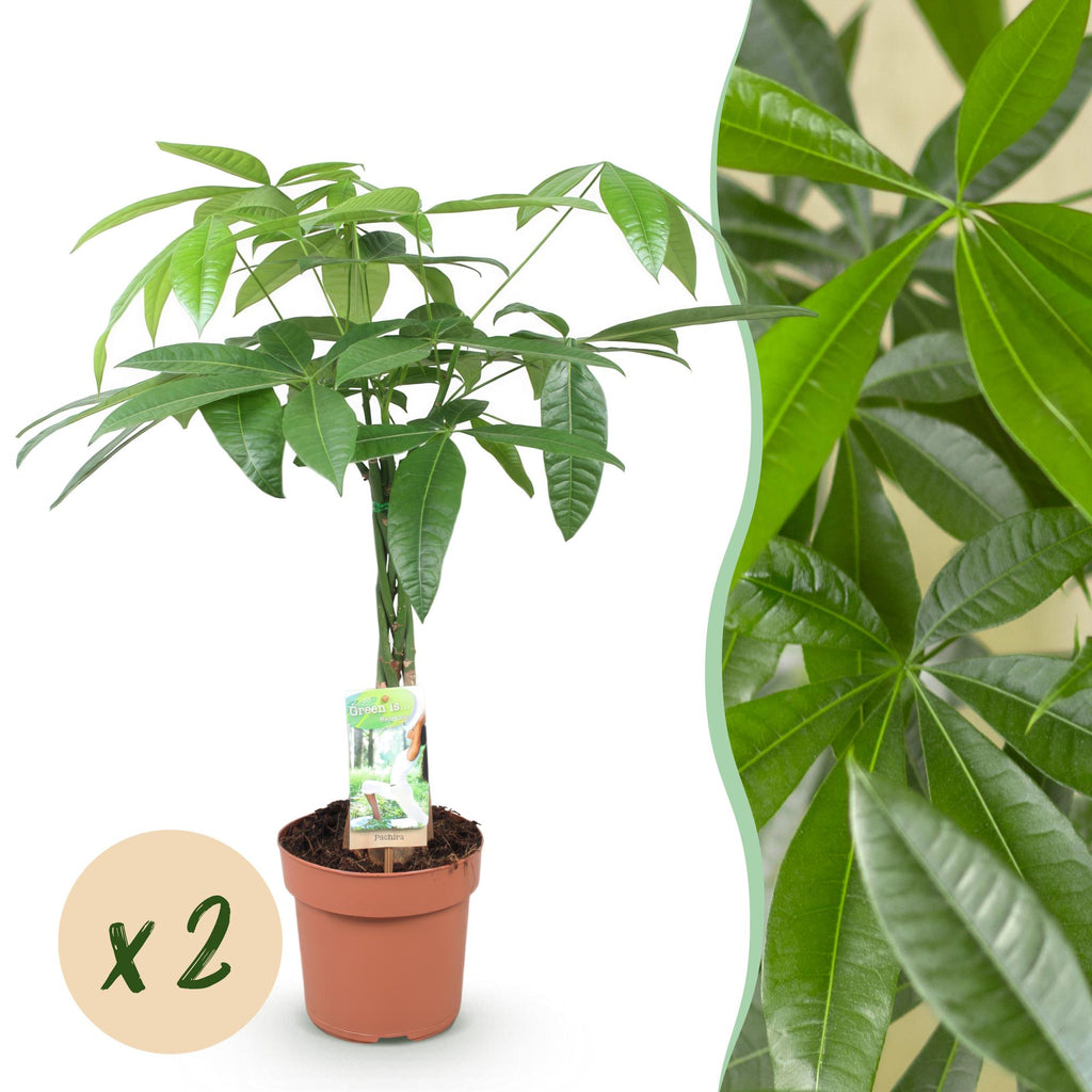 Green is... Kamerplanten - Pachira Aquatica gevlochten stam - Geldboom - Weinig onderhoud - Groen - 2 Planten - Pot 17cm - Hoogte 60-70cm