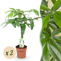 Green is... Kamerplanten - Pachira Aquatica gevlochten stam - Geldboom - Weinig onderhoud - Groen - 2 Planten - Pot 17cm - Hoogte 60-70cm