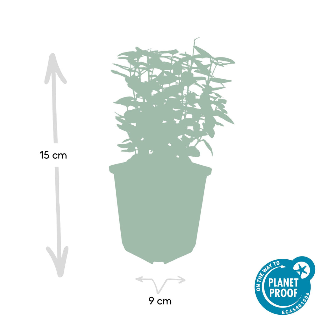 24x Euonymus fort. 'Emerald 'n Gold’ - ↕10-25cm - Ø9cm