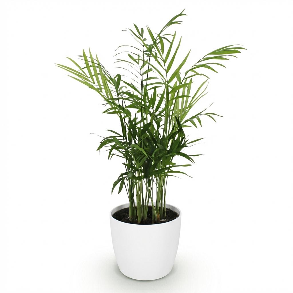 Kamerplant - Chamaedorea elegans - Goudpalm - Huisdiervriendelijke Plant - Groen - 1 Plant - met Potter Wit - Pot 12cm - Hoogte 15cm