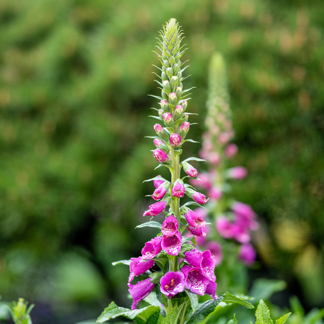24x Digitalis purpurea - ↕10-25cm - Ø9cm
