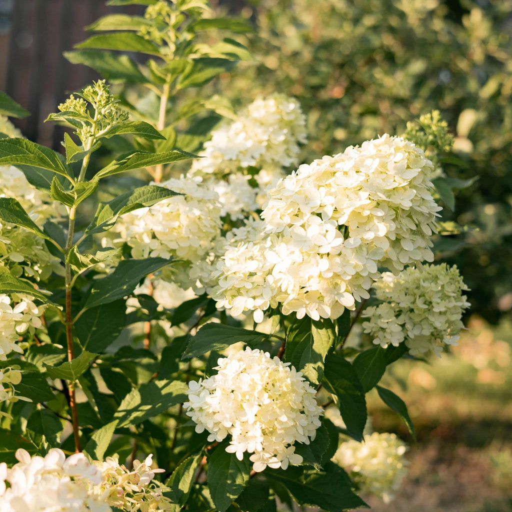 Tuinplant - Hydrangea panniculata Limelight - Pluimhortensia - Winterhard - Lime Groen - 3 Planten - Pot 12cm - Hoogte Hoogte 20-30cm