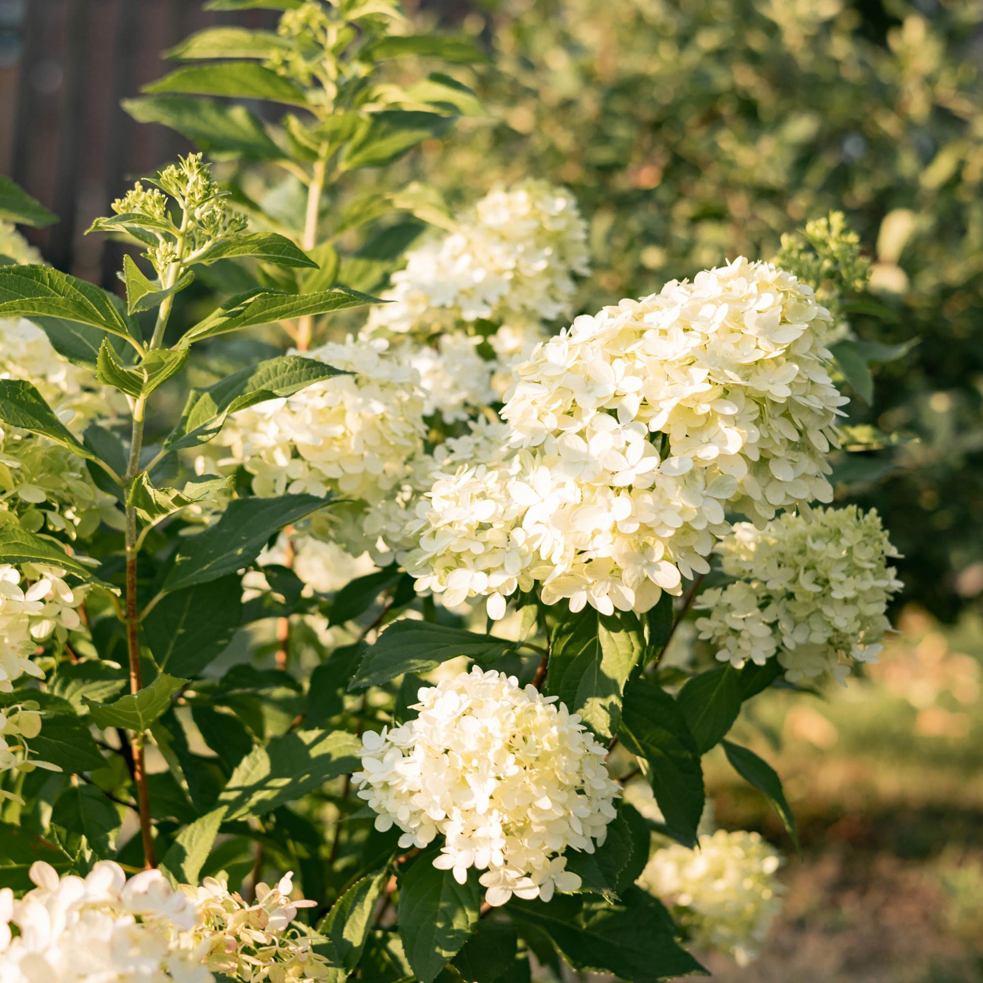 Tuinplant - Hydrangea panniculata Limelight - Pluimhortensia - Winterhard - Lime Groen - 3 Planten - Pot 12cm - Hoogte Hoogte 20-30cm