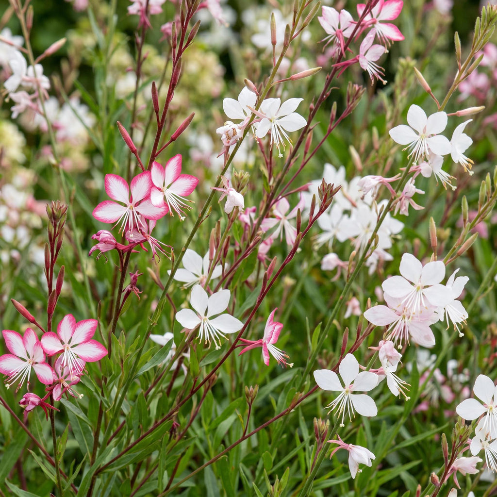 Vasteplant - Gaura Duo - Prachtkaars - Bijen en Vlinderlokkers - Roze - Wit - 6 Planten - Pot 11cm - Hoogte 15-25cm