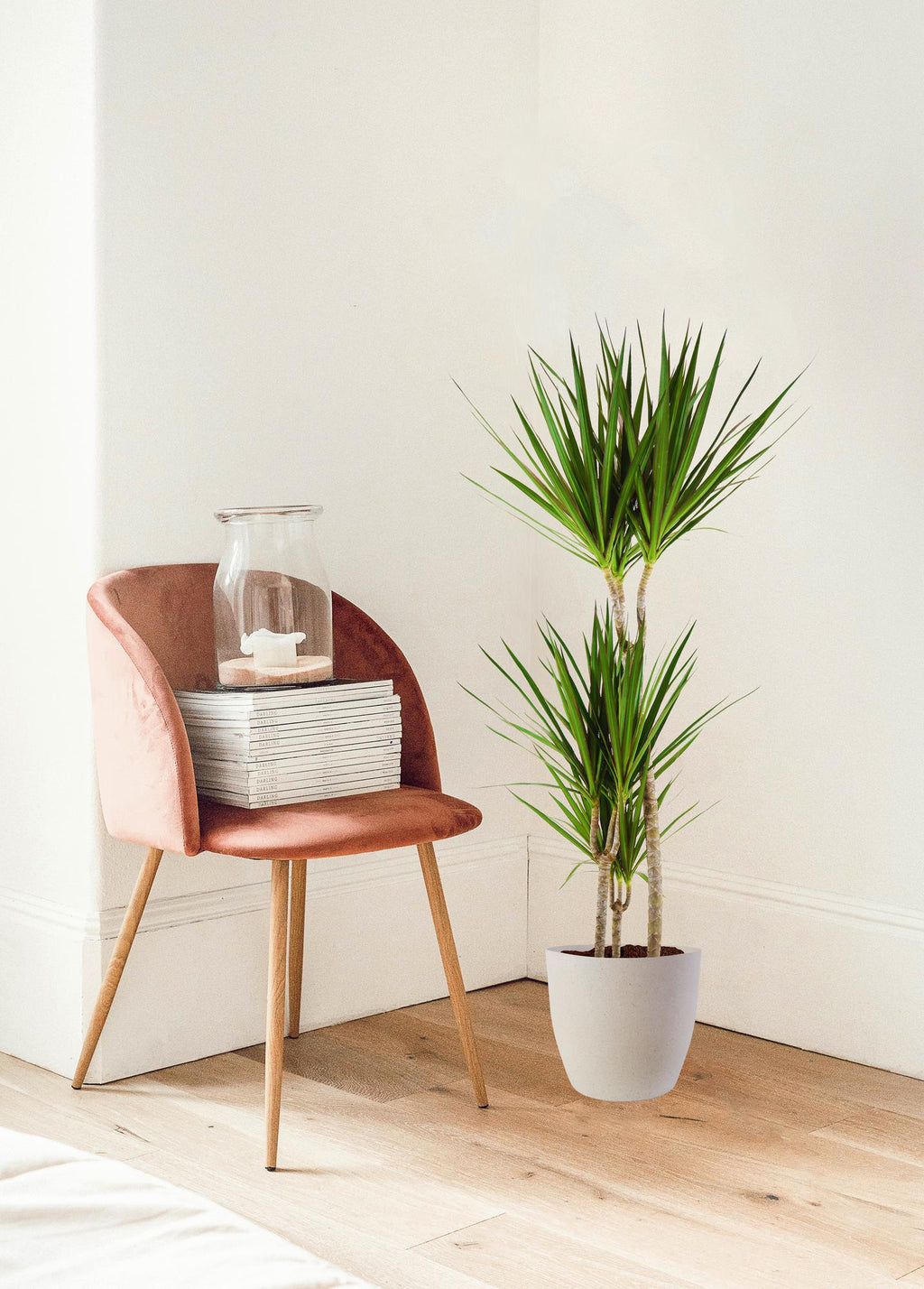 Dracaena Marginata met Potter wit - 95cm - Ø21