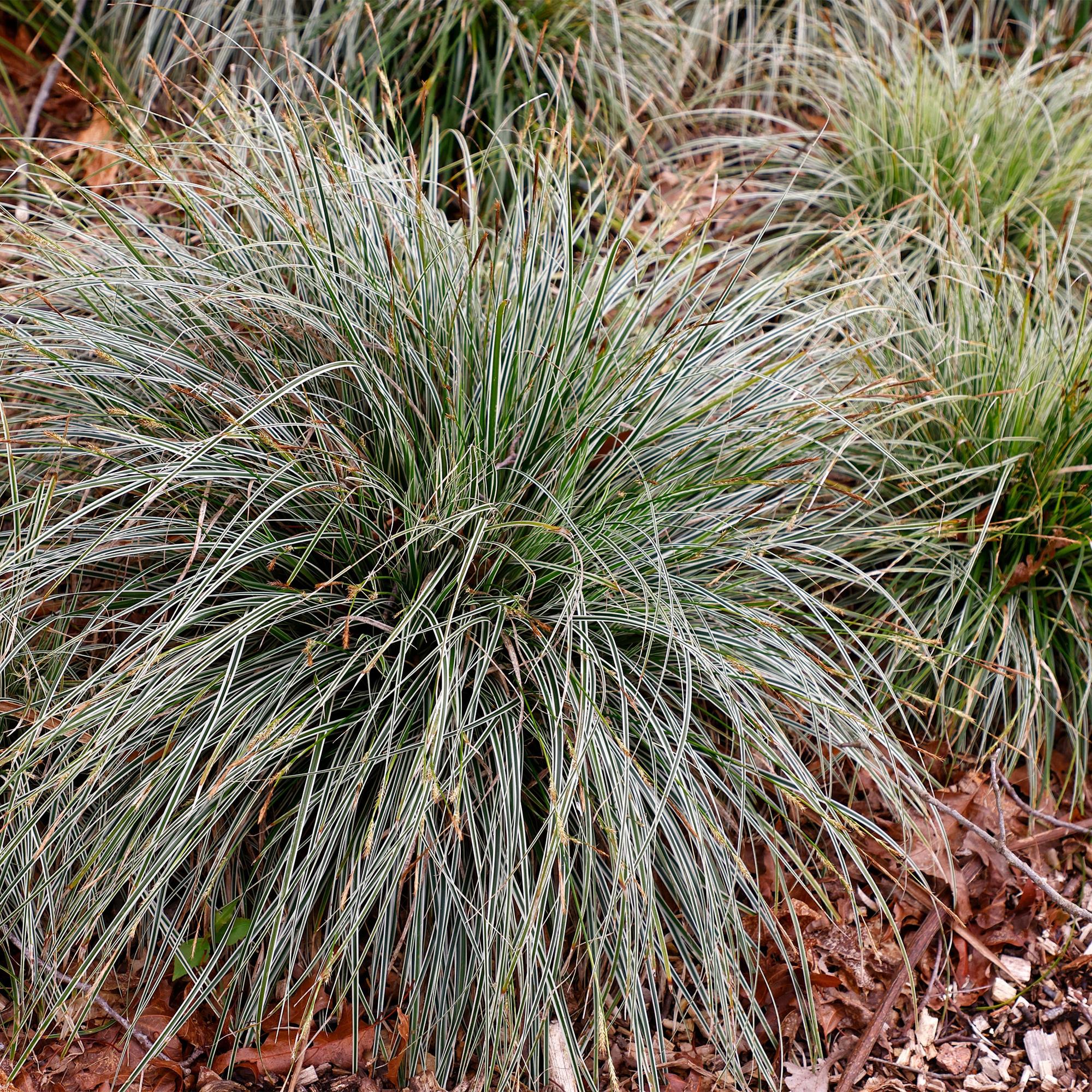 Siergrassen - Carex oshimensis Everest - Wit en Groen - 1 Plant - Groenblijvend - Winterhard - Pot 17cm Hoogte 50cm