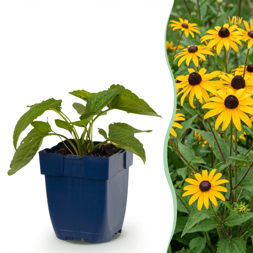 Vasteplant - Rudbeckia fulg. Goldsturm - Gele zonnehoed - Bijen- en vlinderlokkers - Geel - 12 Planten - Pot 11cm - Hoogte 15-25cm