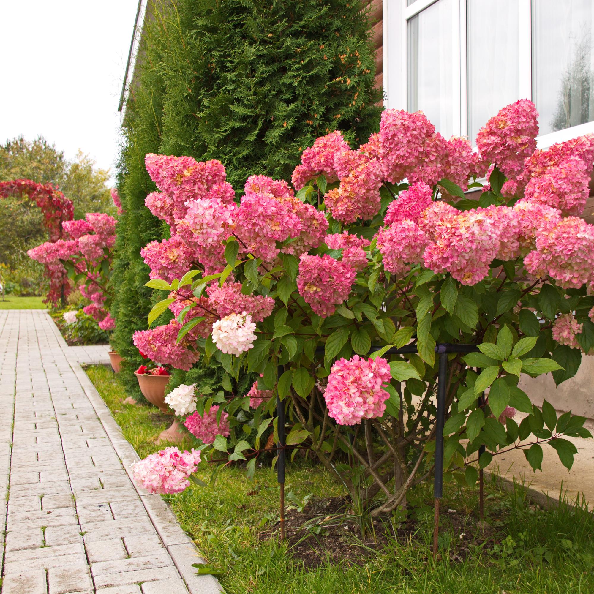 Pluim Hortensia - Hydrangea panniculata Vanille Fraise - Bloem Wit Roze  - 1 Plant - Bladverliezend - Grote Bloemen - Pot 17cm Hoogte 50cm
