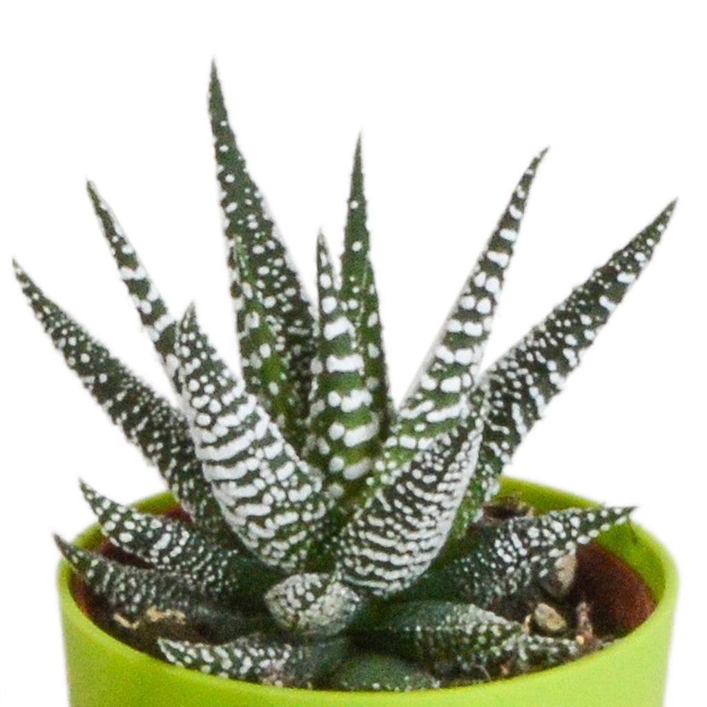 Gasteria/Haworthia mix 5,5cm - 5x - in gekleurde plasticpot