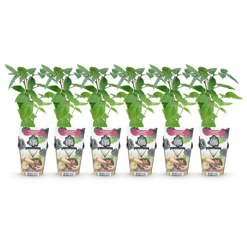Fruitplanten - Doornloze Braam - Rubus Thornfree - Winterhard - 6 Planten - Pot 9 cm - Zwarte Braam