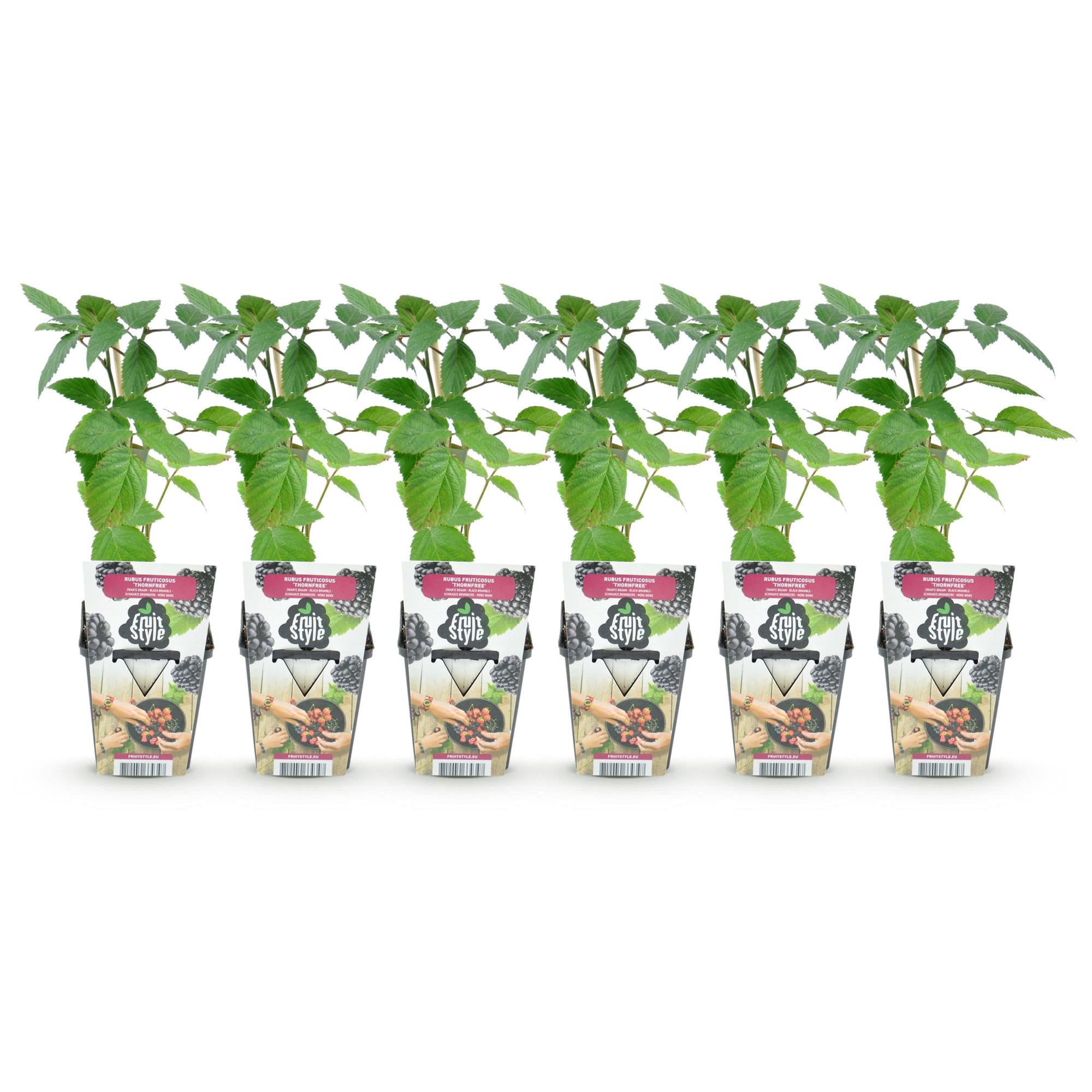 Fruitplanten - Doornloze Braam - Rubus Thornfree - Winterhard - 6 Planten - Pot 9 cm - Zwarte Braam