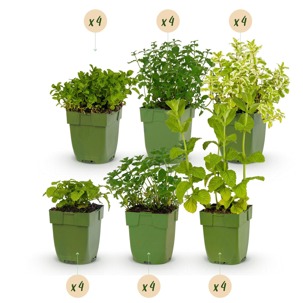 Borderpakket - Thee kruiden - 24 Vaste planten - 3 m2 - Diversen kleuren - Weinig Onderhoud - Pot 11cm