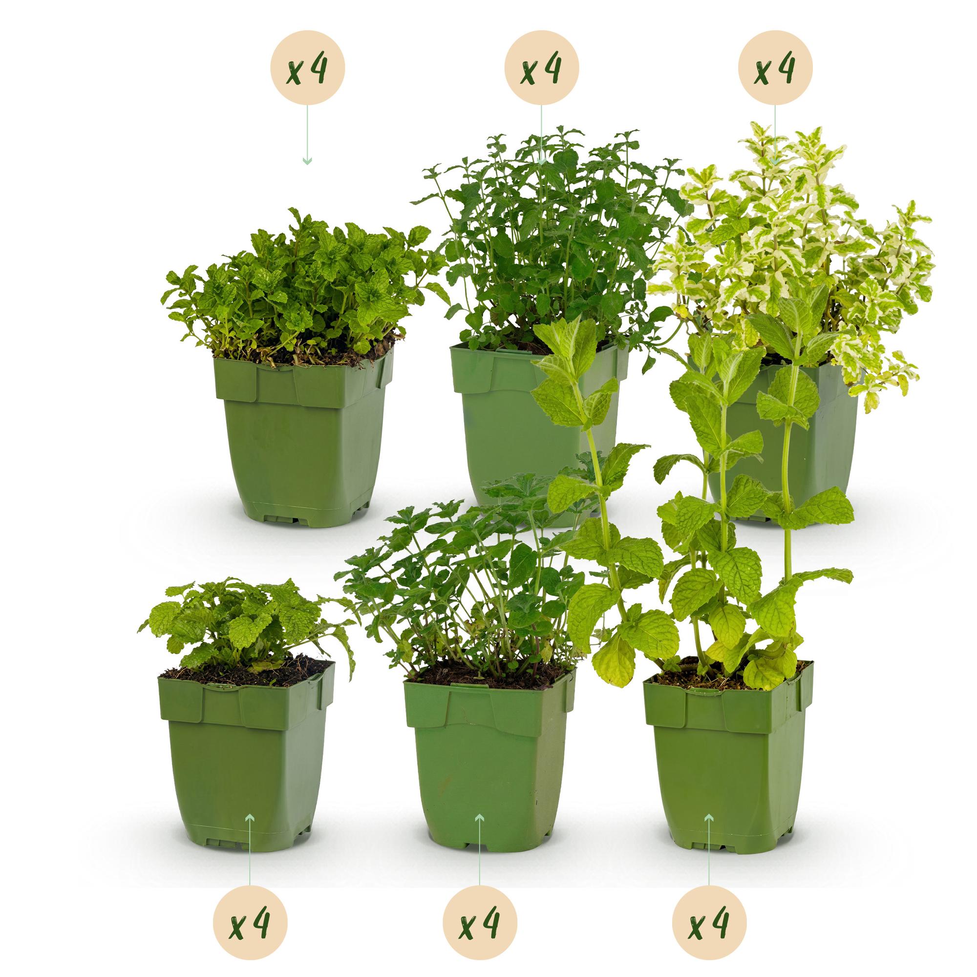 Borderpakket - Thee kruiden - 24 Vaste planten - 3 m2 - Diversen kleuren - Weinig Onderhoud - Pot 11cm