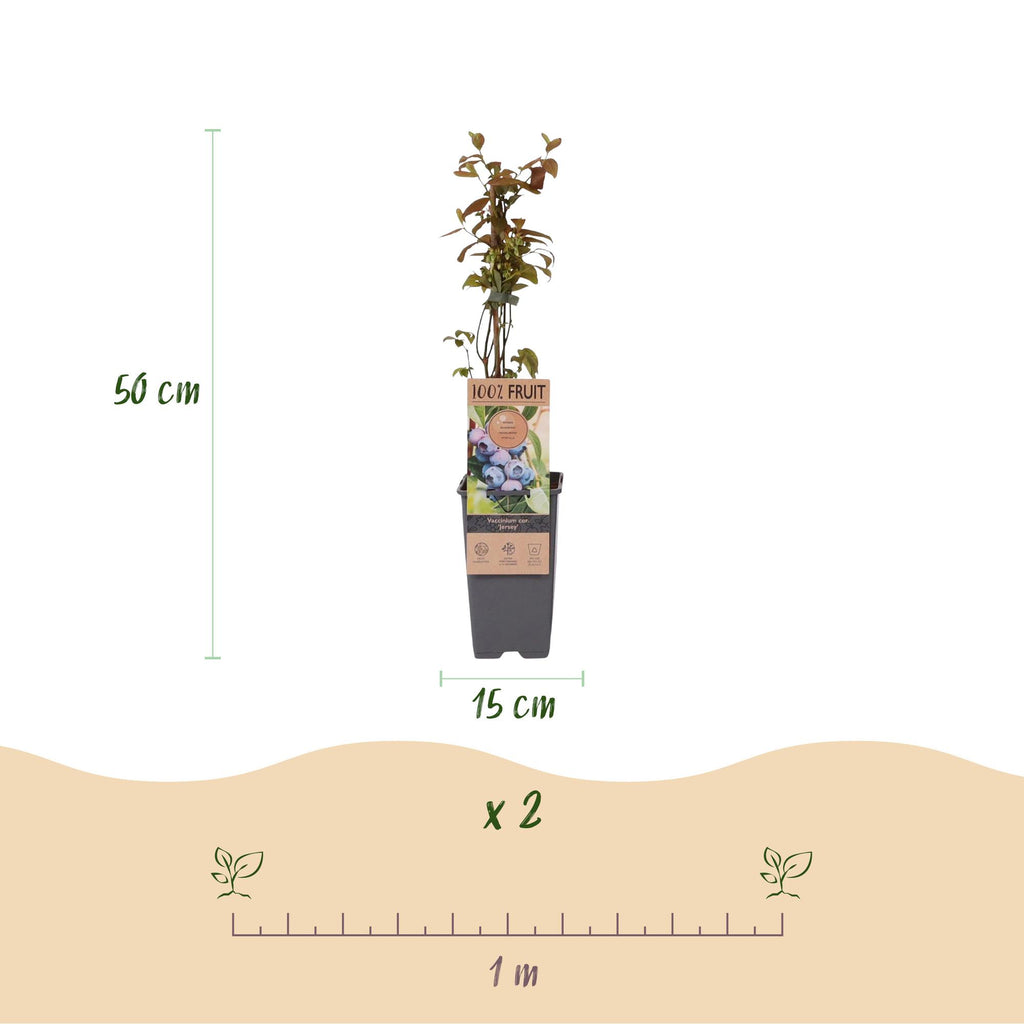 Fruitplant - Vaccinium corymbosum Jersey - Bosbes - Winterhard - Blauwe Bes - 2 Planten - Pot 15cm - Hoogte 50cm