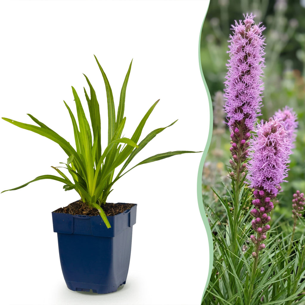 Vasteplant - Liatris spicata - Lampenkruid - Bijen- en vlinderlokkers - Paars - 12 Planten - Pot 11cm - Hoogte 15-25cm