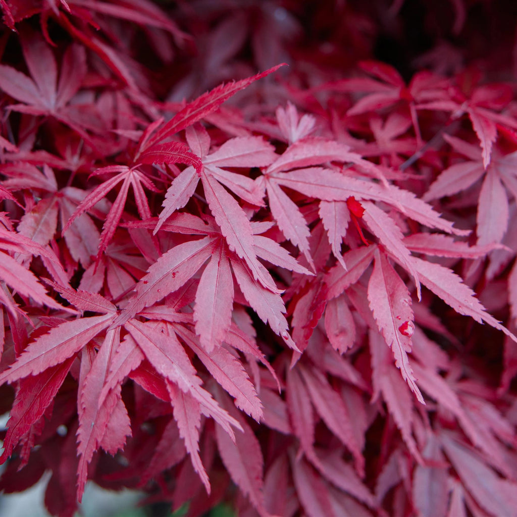 Tuinplant - Acer palmatum Skeeters Broom - Japanse Esdoorn - Bladverliezend - Rood - 1 - Pot 26cm - Hoogte 90cm