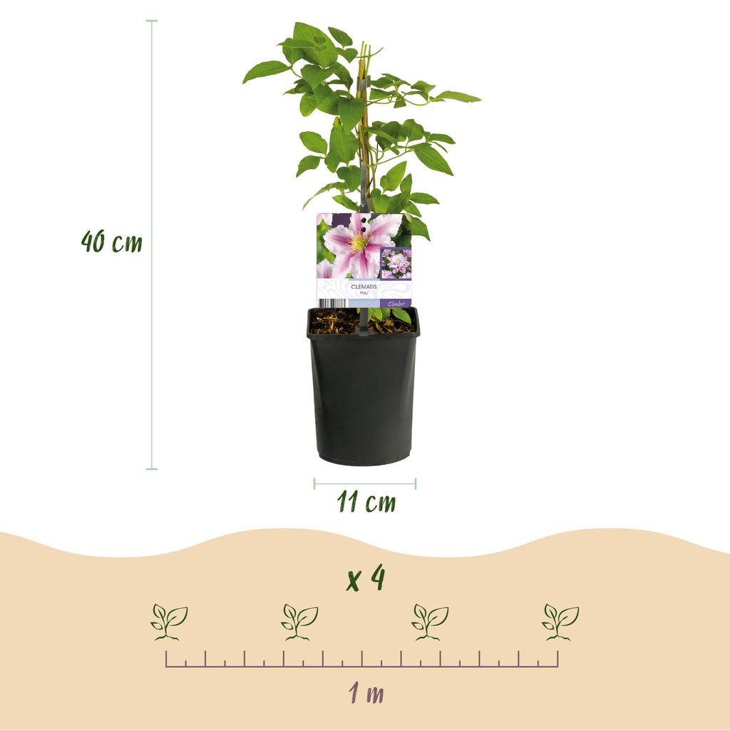 Klimplant - Clematis Piilu - Bloem Roze - Weinig onderhoud -2 planten -  Pot 11cm Hoogte 40cm