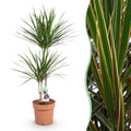 Green is... Kamerplanten - Dracaena Marginata - Drakenbloedboom - Weinig onderhoud - Groen - 1 Plant - Pot 21cm - Hoogte 90-100cm