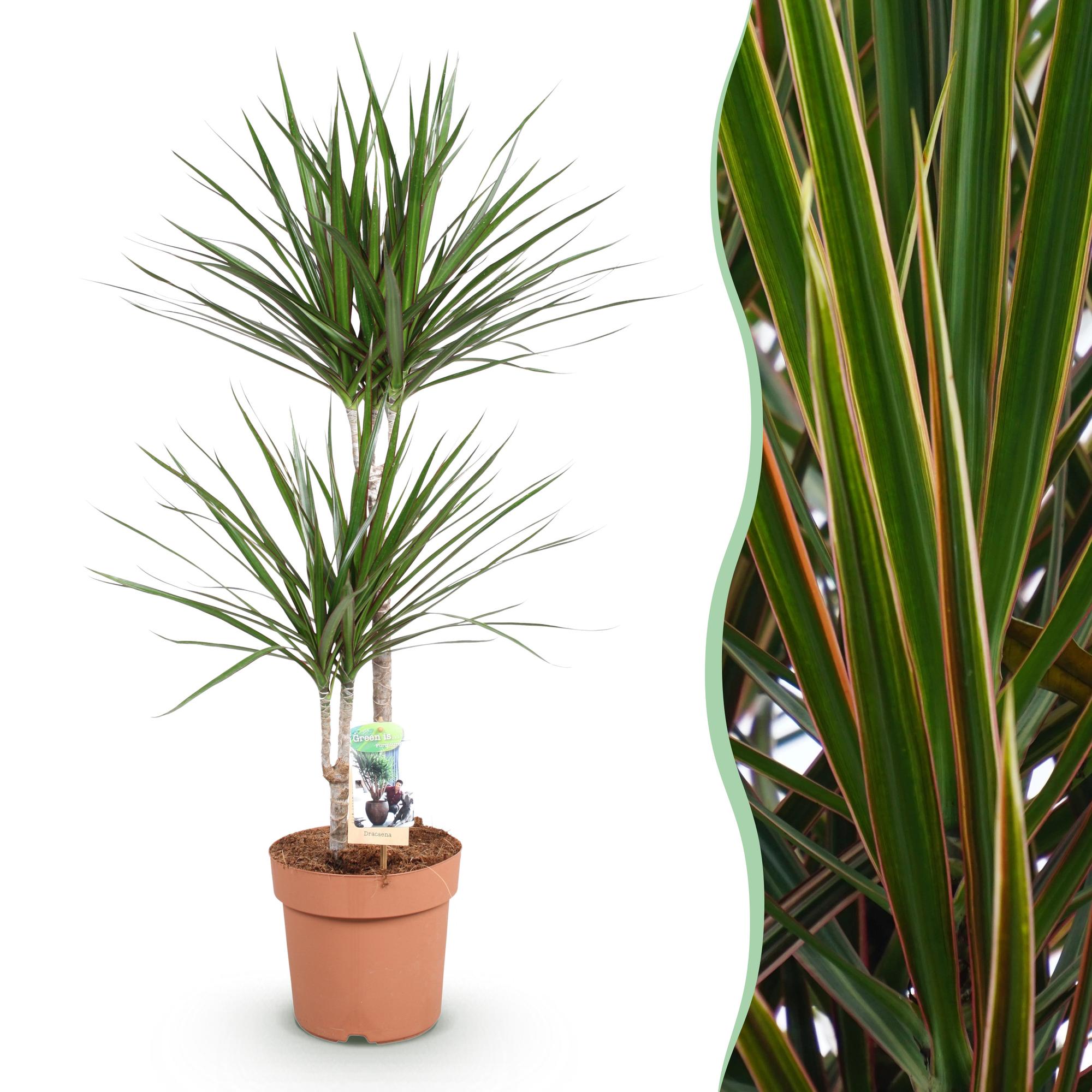 Green is... Kamerplanten - Dracaena Marginata - Drakenbloedboom - Weinig onderhoud - Groen - 1 Plant - Pot 21cm - Hoogte 90-100cm