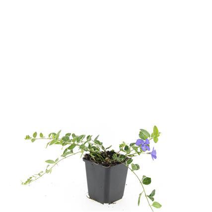 48x Vinca minor 'Ralph Shugert' - ↕10-25cm - Ø9cm