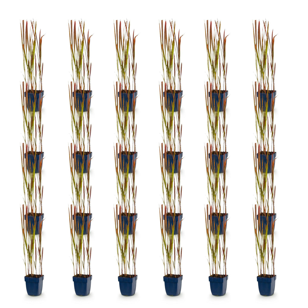 Grassen - Imperata cylindrica Red Baron - Japans bloedgras - Rode uitlopers - Rood - 24 Planten - Pot 11cm - Hoogte 15-25cm