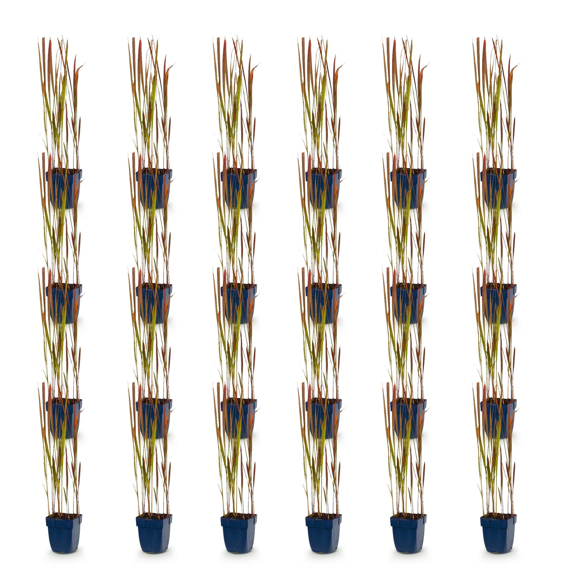 Grassen - Imperata cylindrica Red Baron - Japans bloedgras - Rode uitlopers - Rood - 24 Planten - Pot 11cm - Hoogte 15-25cm
