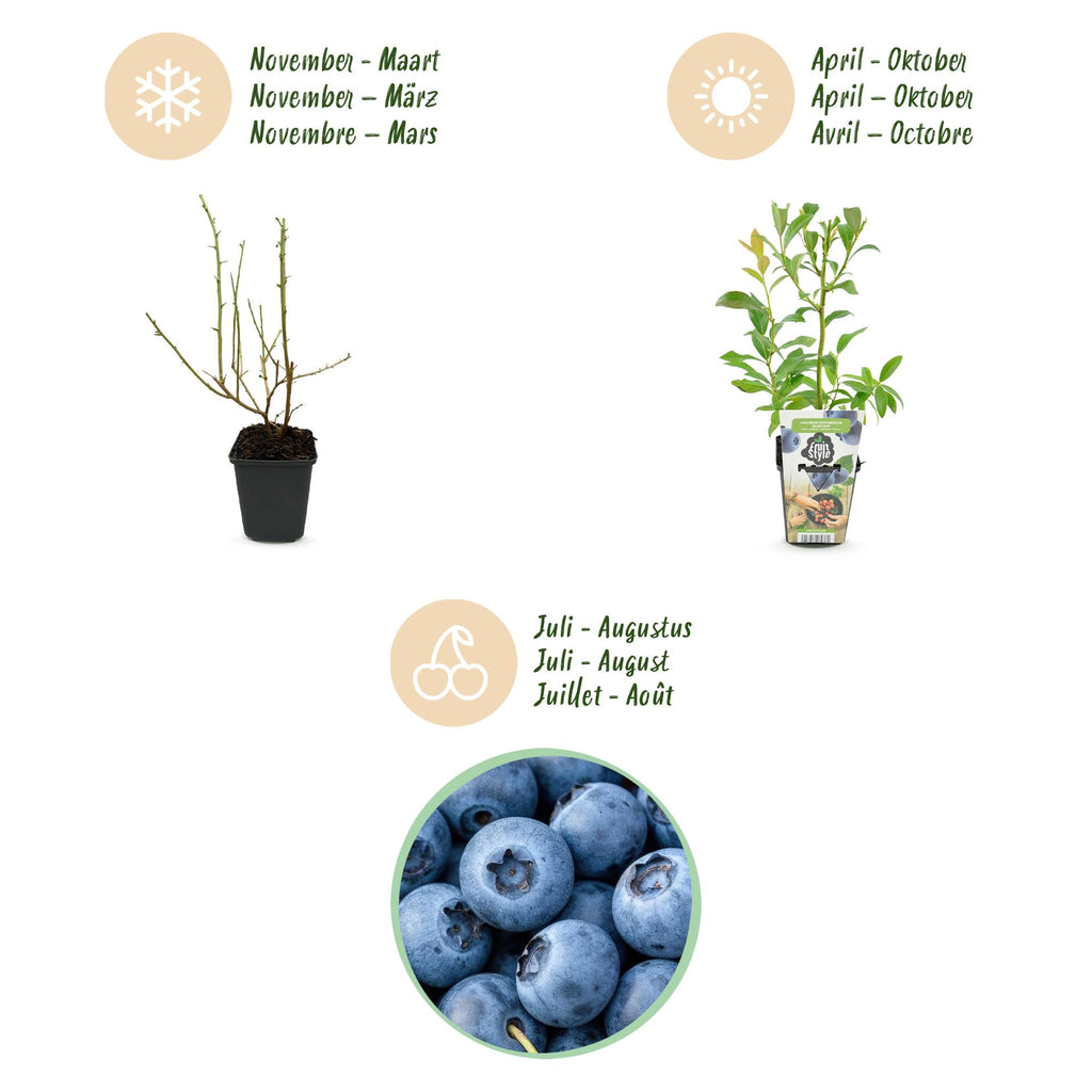 Fruitplanten - Blauwe Bes - Vaccinium corymbossum Bluegold - Winterhard - 3 Planten - Pot 9 cm - Blauwe Bes