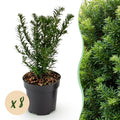 8x Taxus baccata - Venijnboom - Haagplanten - Groenblijvend - Groen - Pot 9cm - Hoogte 20-30cm