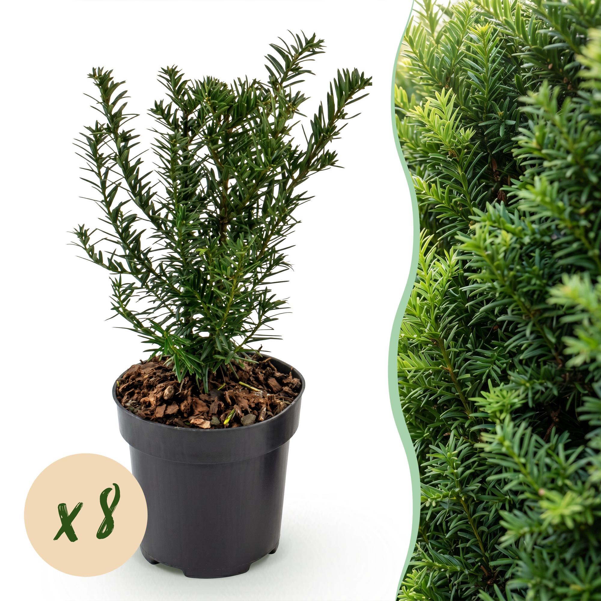 8x Taxus baccata - Venijnboom - Haagplanten - Groenblijvend - Groen - Pot 9cm - Hoogte 20-30cm