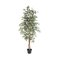 ARTIFICIAL Ficus benjamina variegata - 160cm