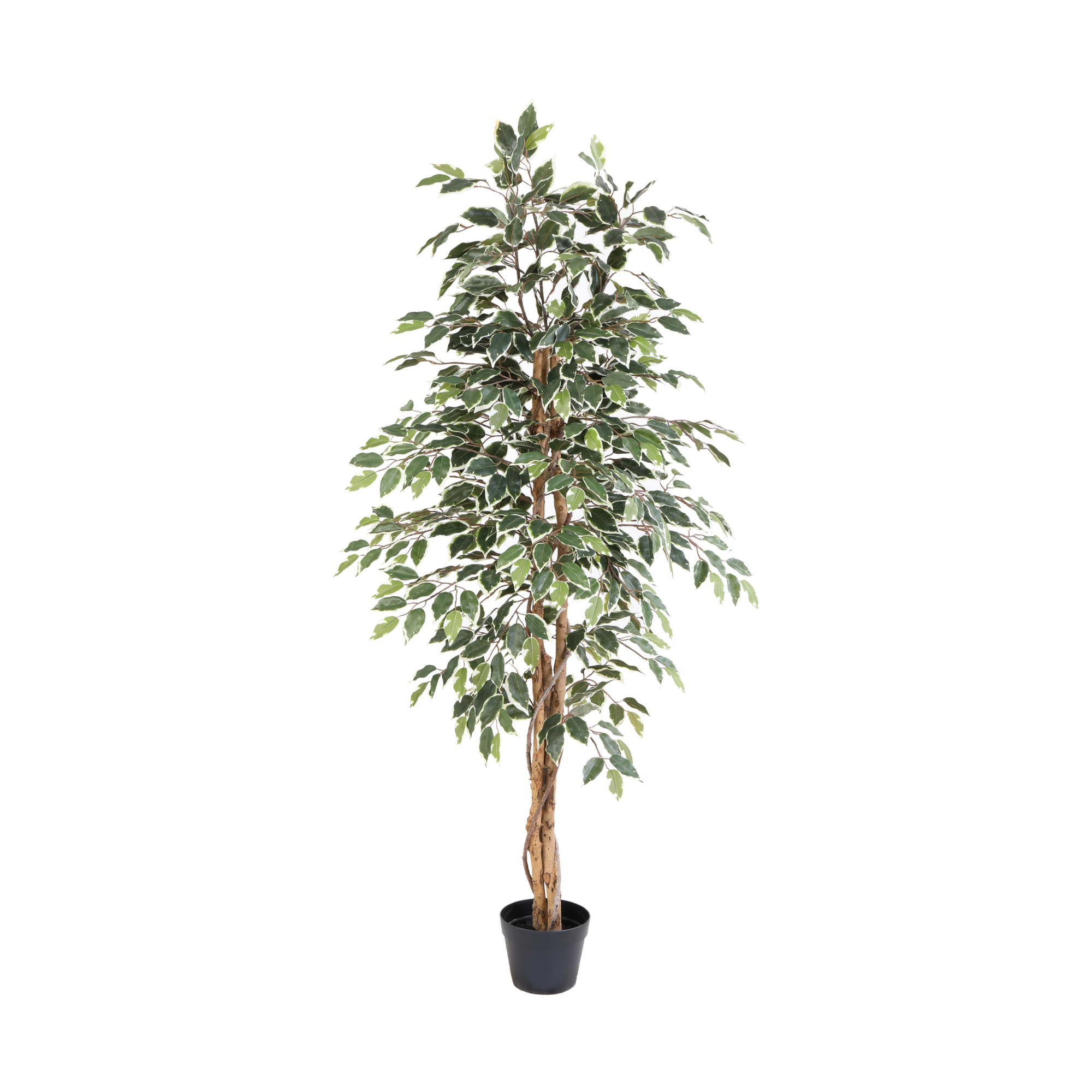 ARTIFICIAL Ficus benjamina variegata - 160cm