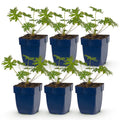 Vasteplant - Geranium Johnson's Blue - Ooievaarsbek - Bodembedekkend - Blauw - 6 Planten - Pot 11cm - Hoogte 15-25cm