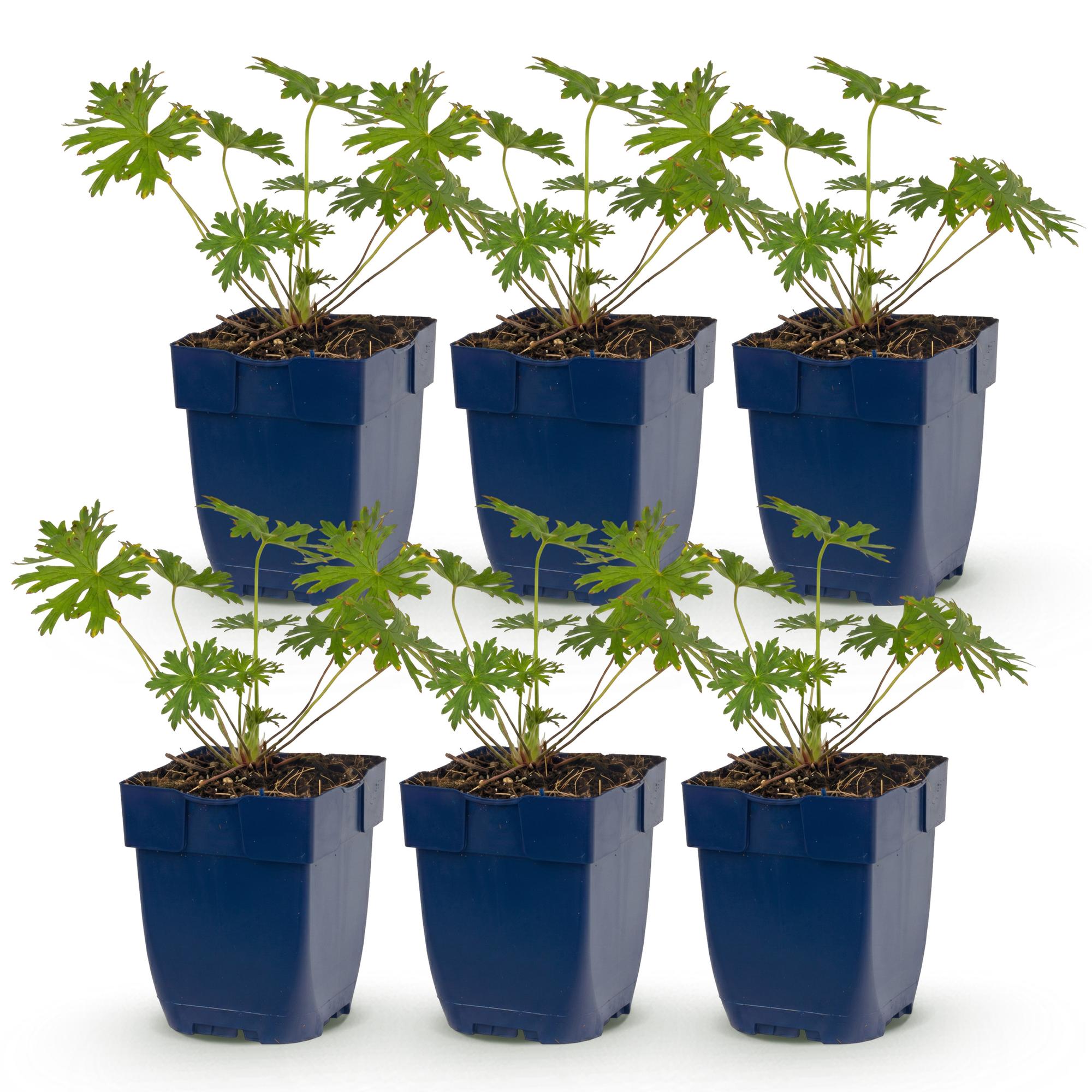 Vasteplant - Geranium Johnson's Blue - Ooievaarsbek - Bodembedekkend - Blauw - 6 Planten - Pot 11cm - Hoogte 15-25cm