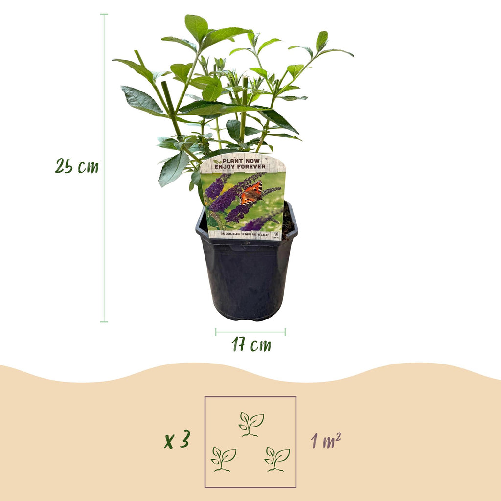 Tuinplant - Buddleja davidii Empire Blue - Vlinderstruik - Winterhard - Blauw - 1 Plant - Pot 17cm - Hoogte 45cm
