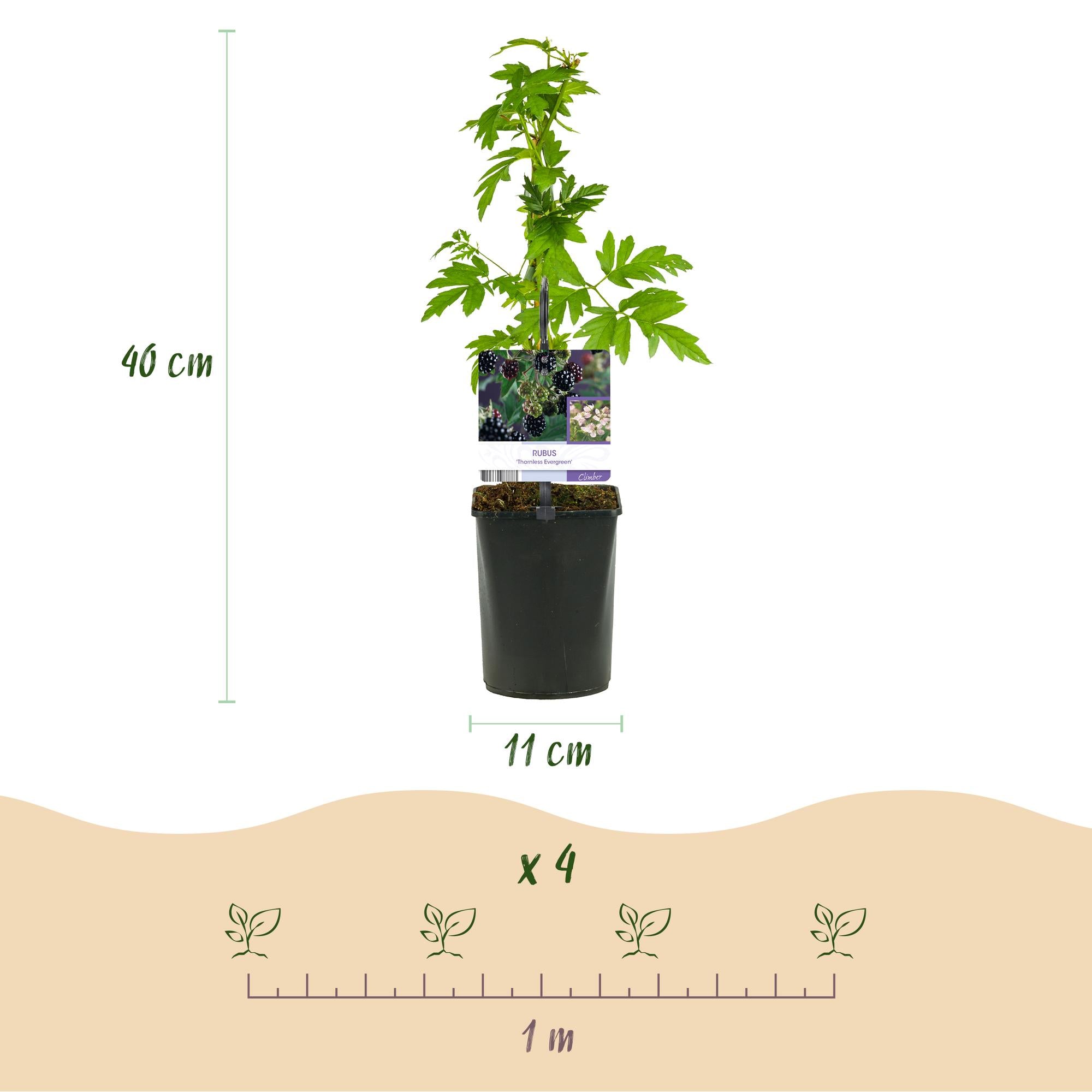 Fruitplant - Braam - Rubus Thornfree Evergreen - Zwarte Braam - Doornloos - 2 planten -  Pot 11cm Hoogte 40cm