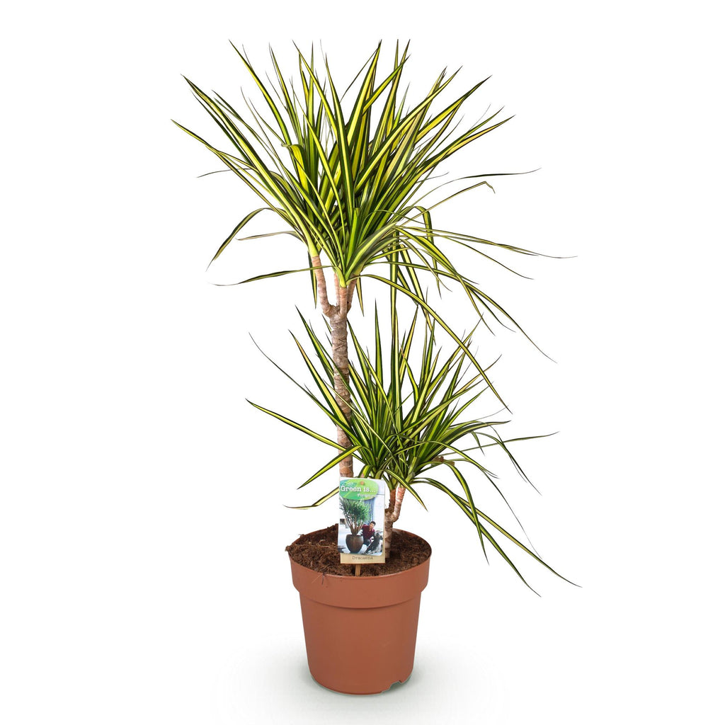 Green is... Kamerplanten - Dracaena Sunray - Drakenbloedboom - Weinig onderhoud - Groen - 1 Plant - Pot 21cm - Hoogte 90-100cm