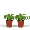 2x Philodendron Scandens - 15cm - ø12