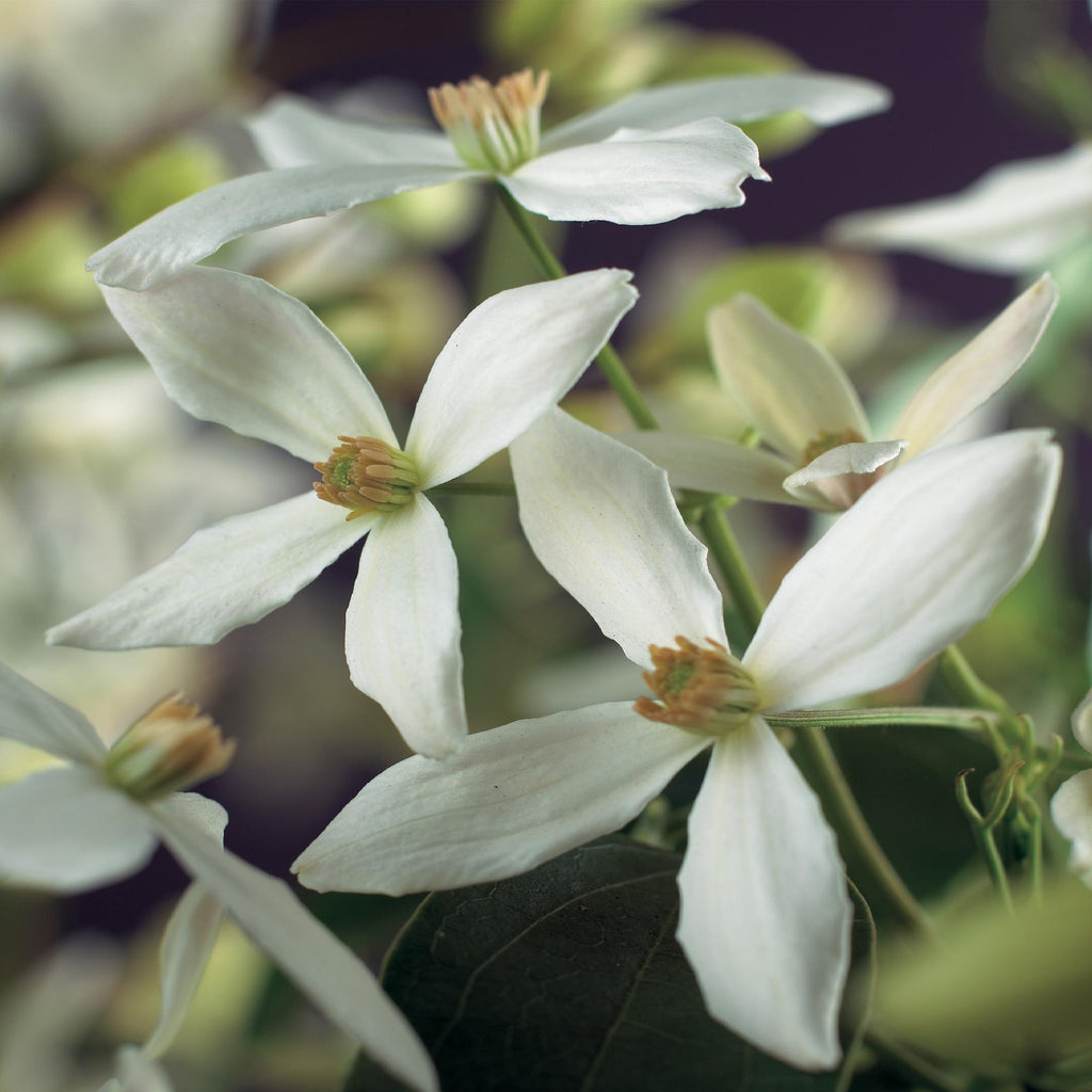 Klimplant - Clematis armandii - Bloem Wit - Groenblijvend - Weinig onderhoud - 1 plant Pot 11cm Hoogte 40cm