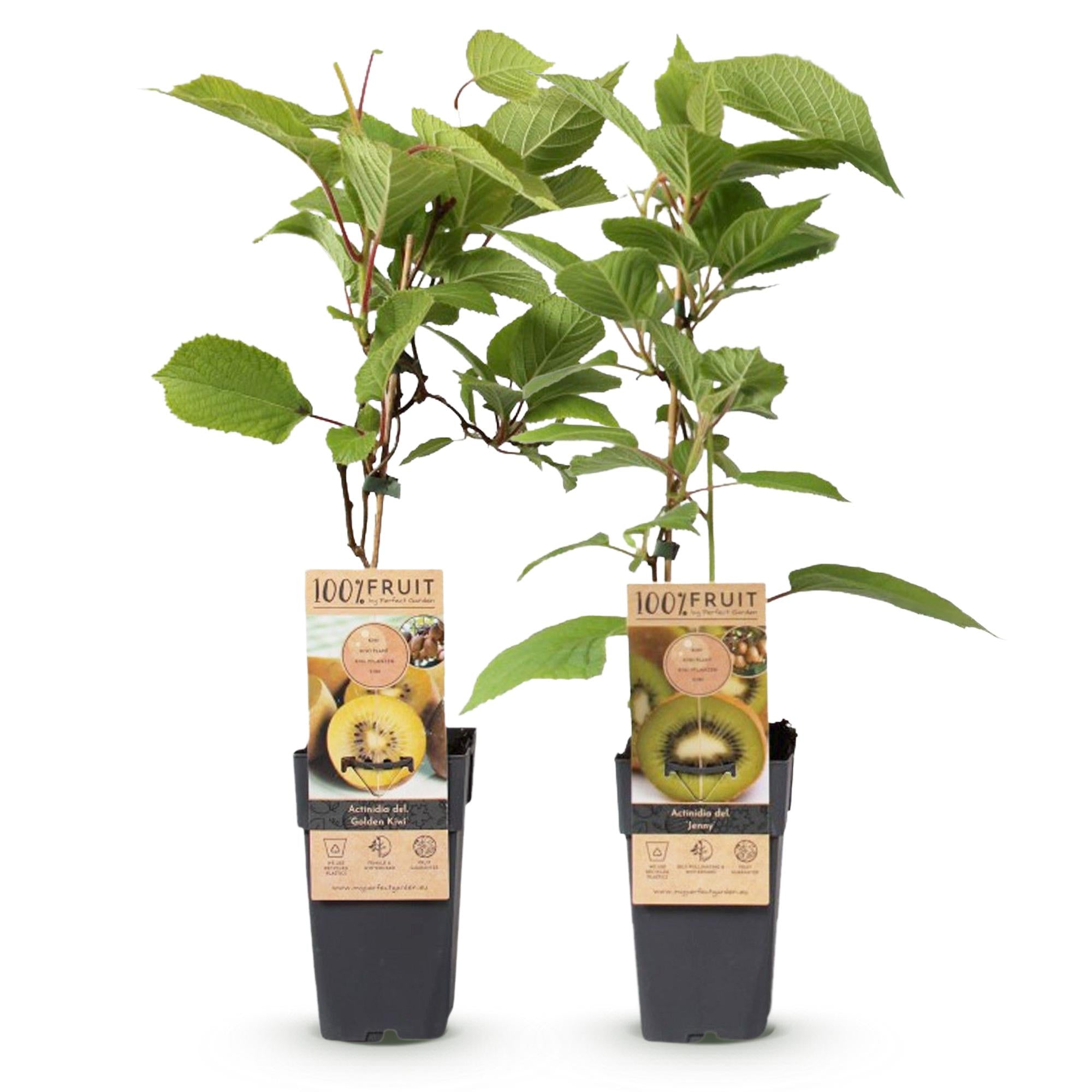 Fruitplant - Groene & Gele Kiwi - Actinidia deliciosa Jenny & Golden Kiwi  - 2 planten  - Pot 15cm Hoogte 50cm
