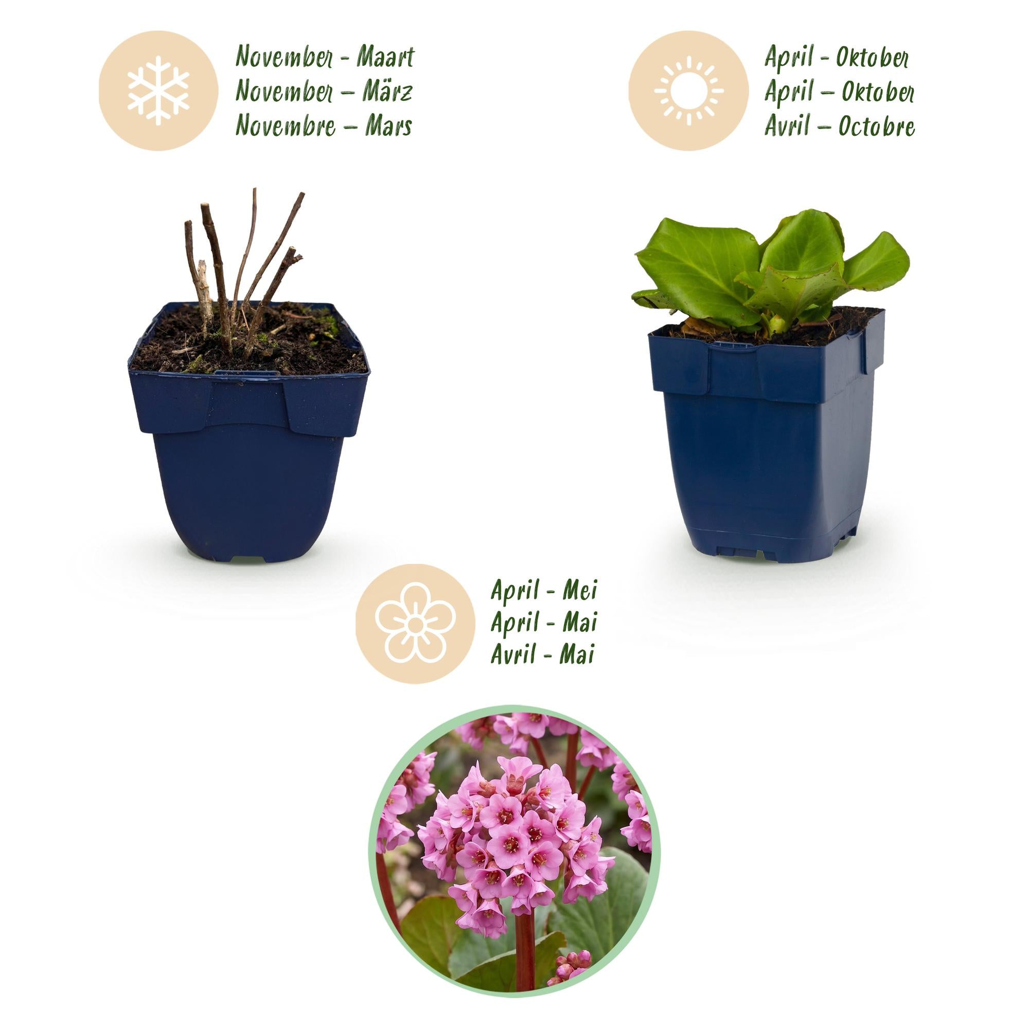 Vasteplant - Bergenia cordifolia - Schoenlappersplant - Schaduw - Roze - 6 Planten - Pot 11cm - Hoogte 15-25cm