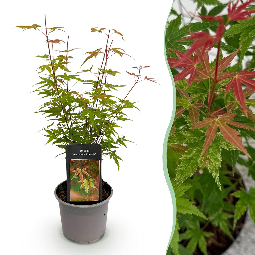 Tuinplant - Acer palmatum Phoenix - Roze - 1 Plant - Bladverliezend - Weinig Onderhoud - Pot 12cm Hoogte 35cm