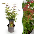 Tuinplant - Acer palmatum Phoenix - Roze - 1 Plant - Bladverliezend - Weinig Onderhoud - Pot 12cm Hoogte 35cm