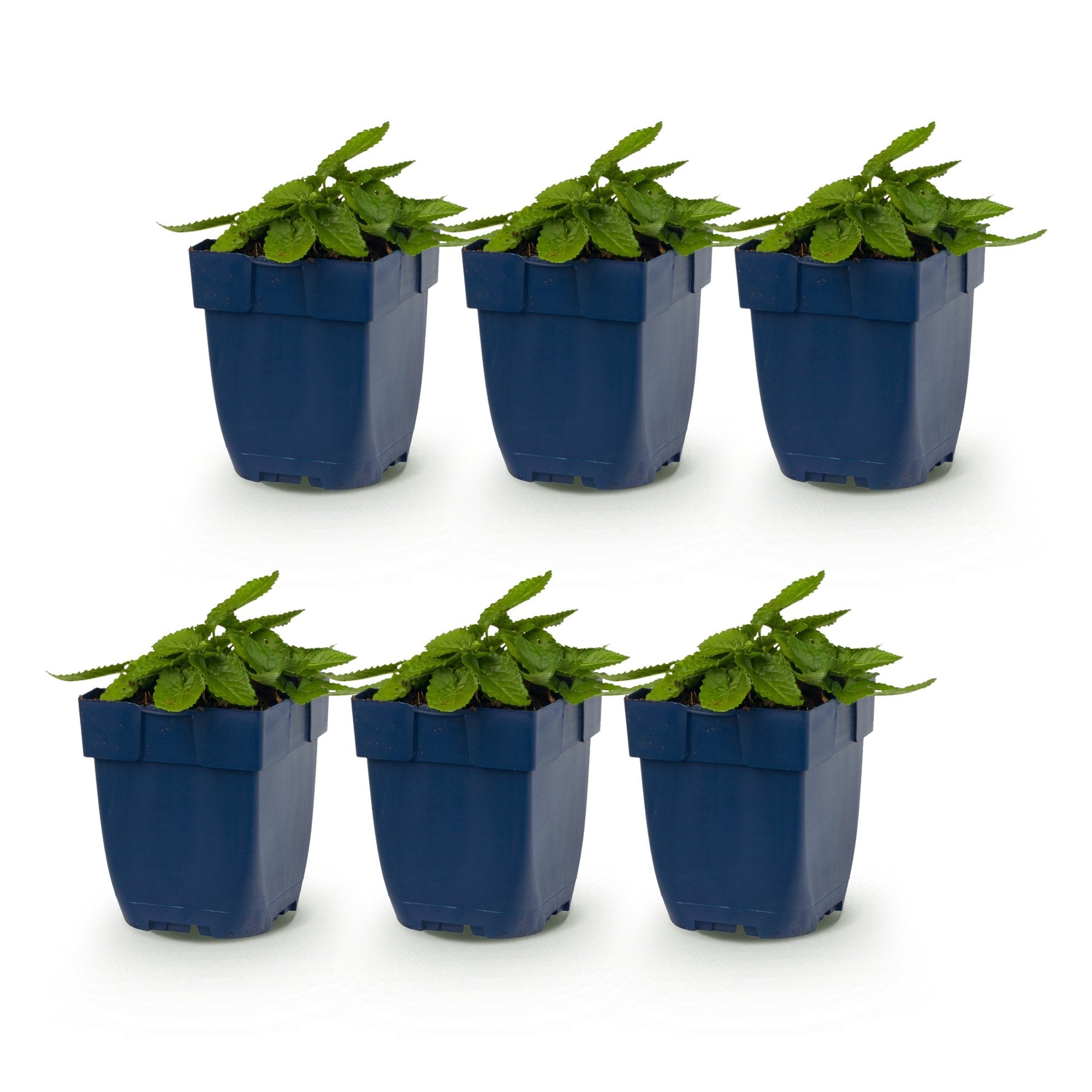 Vasteplant - Stachys off. Alba - Ezeloor - Bijen- en vlinderlokkers - Wit - 6 Planten - Pot 11cm - Hoogte 15-25cm