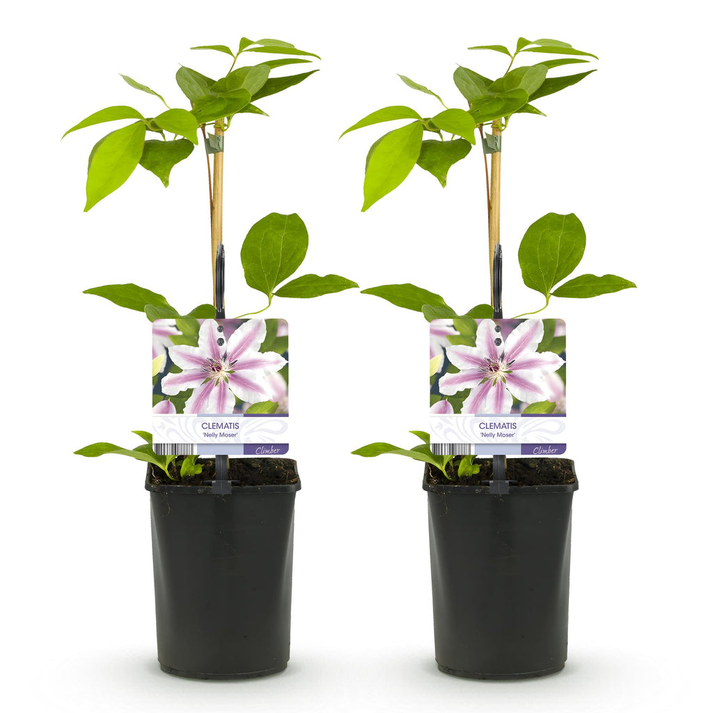 Klimplant - Clematis Nelly Moser - Bloem Roze - Weinig onderhoud -2 planten -  Pot 11cm Hoogte 40cm