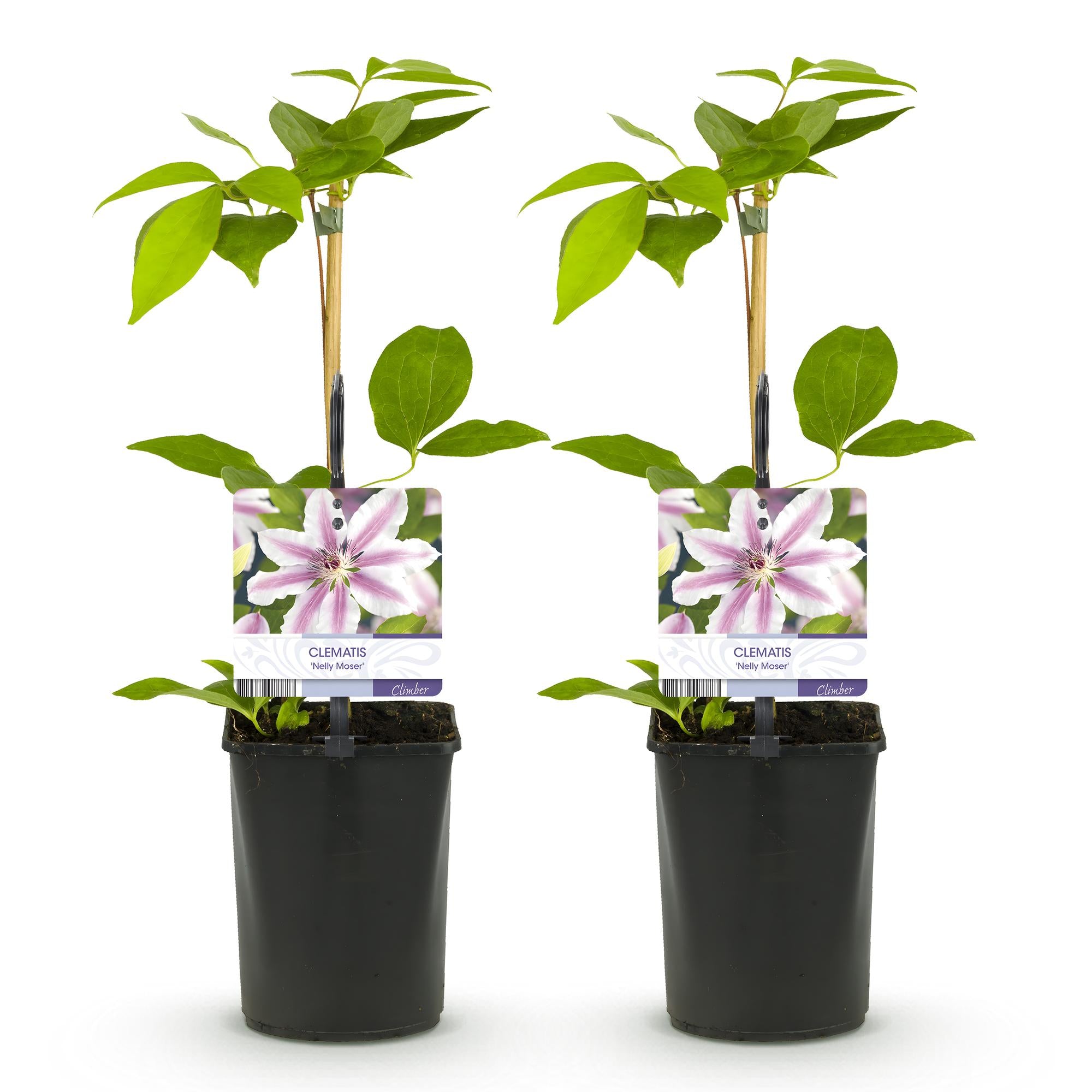 Klimplant - Clematis Nelly Moser - Bloem Roze - Weinig onderhoud -2 planten -  Pot 11cm Hoogte 40cm